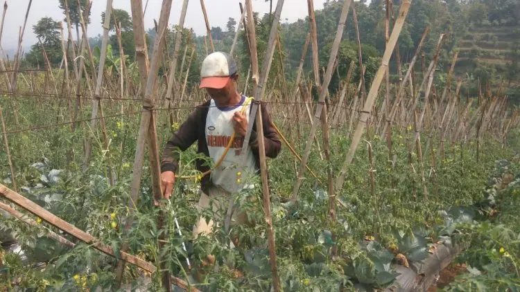 Kemarau, Petani Keluhkan Membengkaknya Biaya Operasional