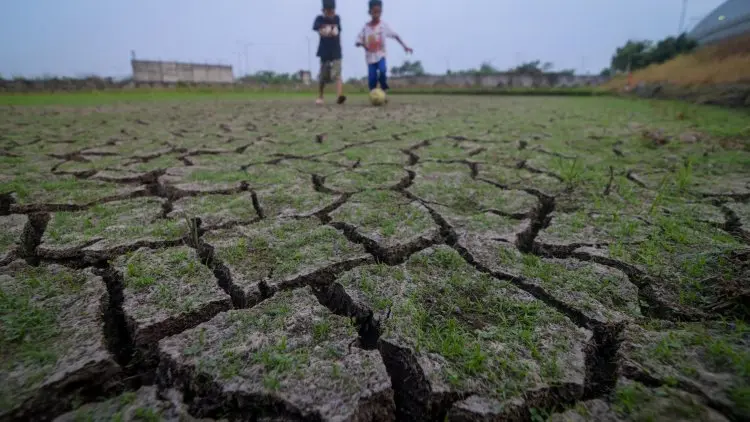BNPB: 1.040 Hektare Sawah di Ciamis Terancam Puso