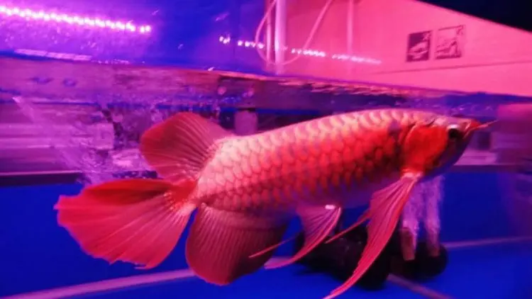 Kontes Arwana Super Red Dipadati Pengunjung