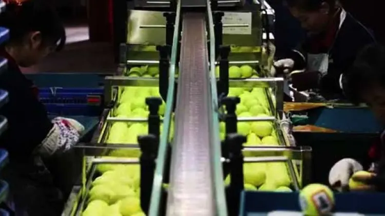 Melihat Bagaimana Bola Tenis Dibuat
