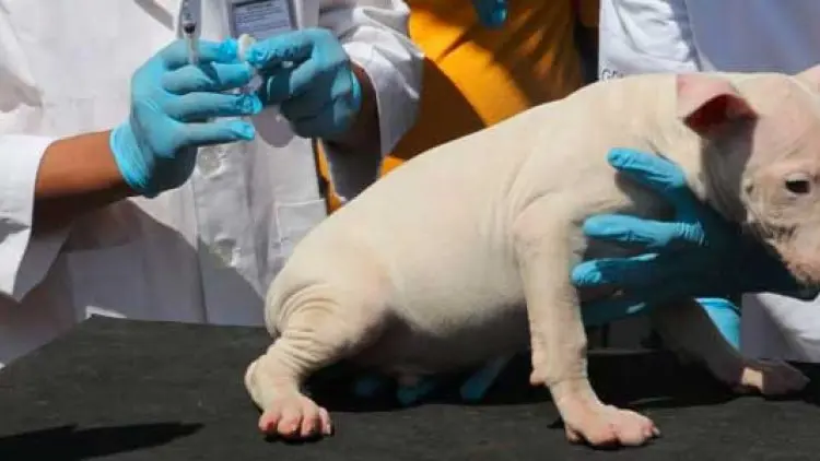 Perangi Rabies, Kementan Bagikan Vaksin Gratis