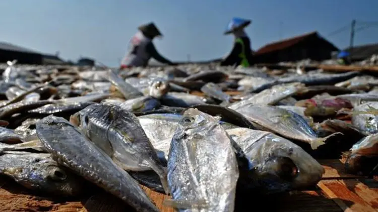 Sikap Kami: Tentang Ikan Asin