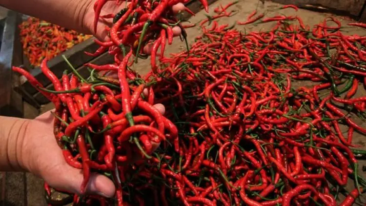 Musim Kemarau, Cabai Tembus Rp100.000/Kg