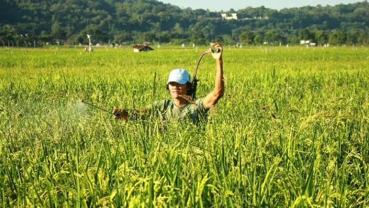 Petani Diminta Lebih Bijak Menggunakan Pestisida