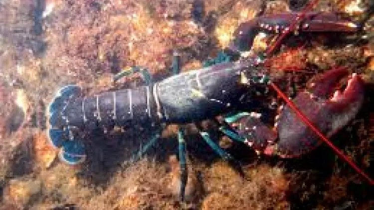 Razia Pengepul Atasi Candu Tangkap Bibit Lobster