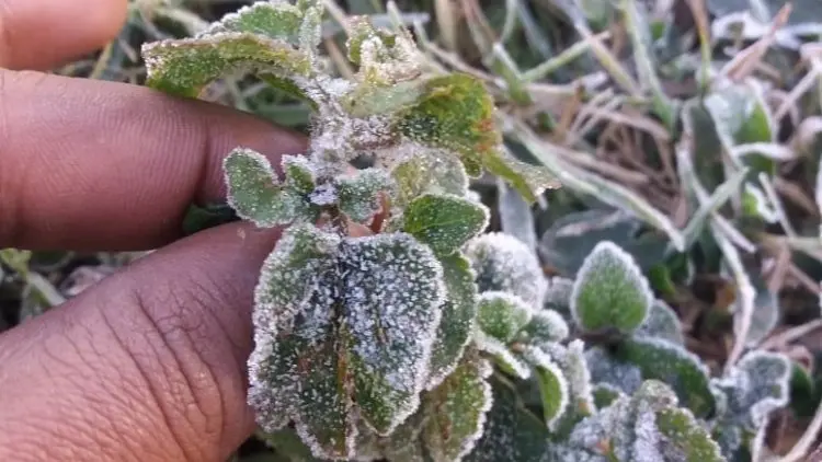 Brrrr, Suhu Udara di Kertasari Kab. Bandung 2,9 hingga 9 Derajat Celcius