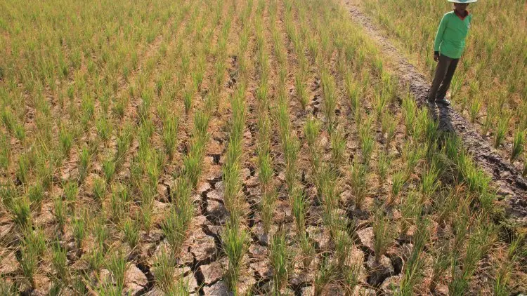 Sawah Puso di Purwakarta Kian Meluas