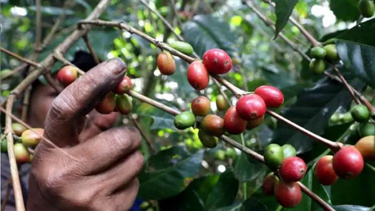 Jabar Dorong Petani Tanam Kopi Organik