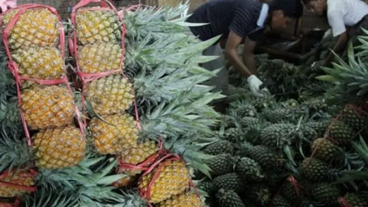 Mendag: Nanas Indonesia Siap Masuk Pasar China