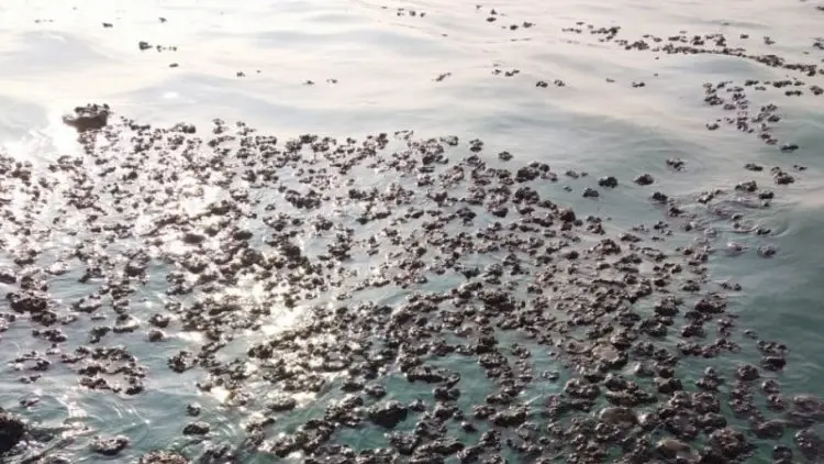 Warga Bebersih Tumpahan Minyak di Pantai Sedari