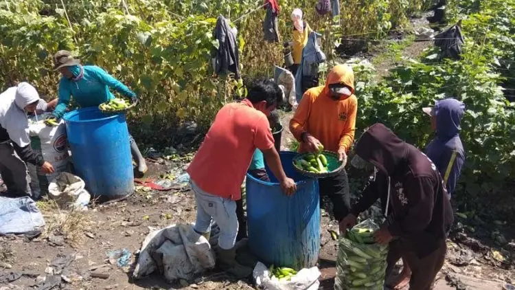 FOTO: Petani Tengah Memanen Timun