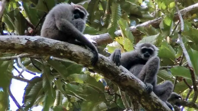 Sepasang Owa Jawa Dilepasliarkan di Cagar Alam Situ Patenggang