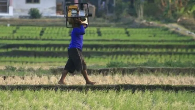 Duh, 700 Hektare Sawah di Cirebon Gagal Panen