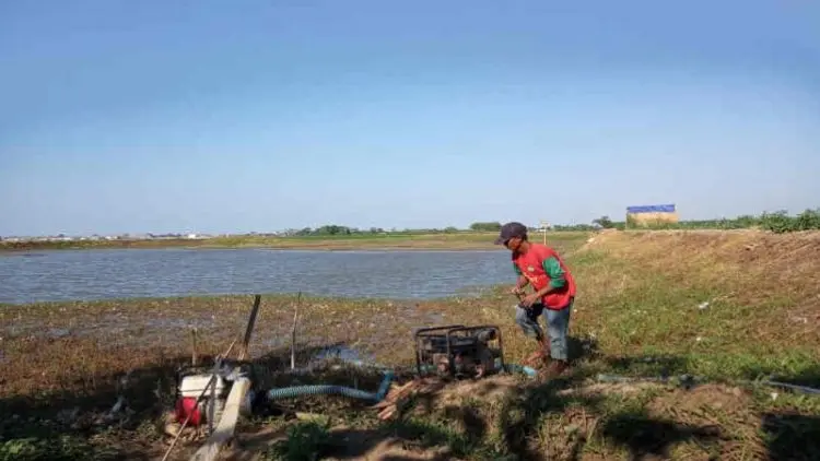 Duh, 5.666 Hektare Sawah di Indramayu Gagal Panen