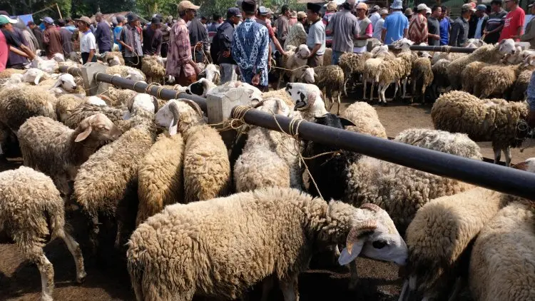 Kementan Awasi Ketat Perdagangan Hewan Kurban