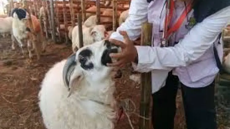 Periksa Hewan Kurban, DKPP Jabar Siapkan 880 Petugas