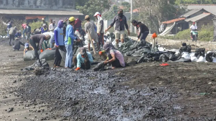Ini Dampak Tumpahan Minyak di Karawang