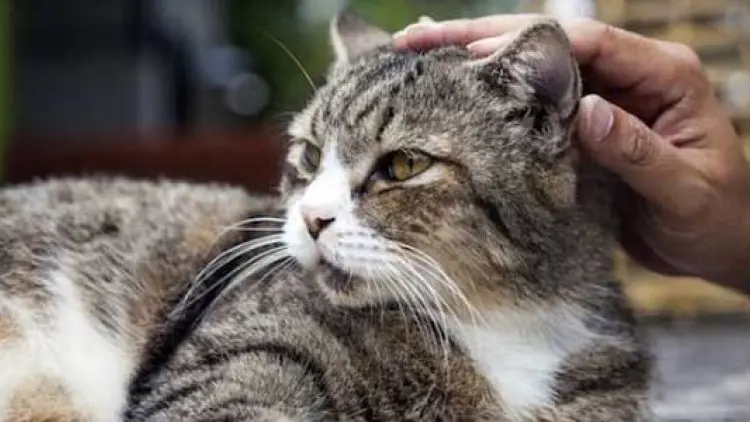 Viral Pria Makan Kucing, Begini Penjelasan Polisi