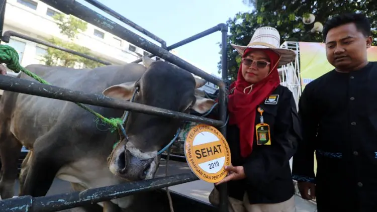 Pemkot Siapkan Petugas Pemeriksa Hewan Kurban