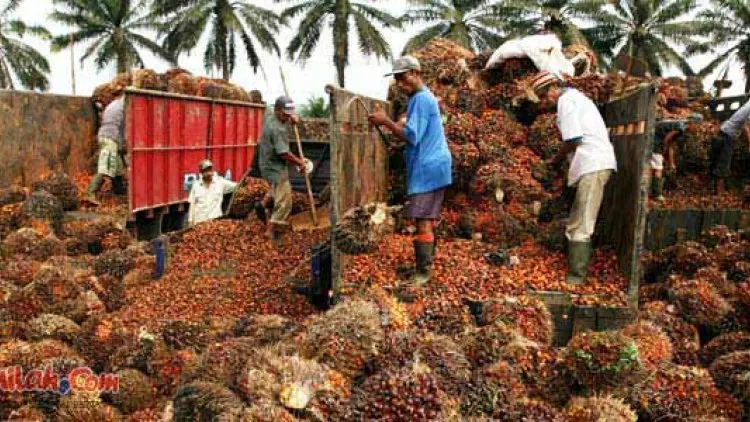 Indonesia Bisa Menjadi Negara Kaya karena Sawit
