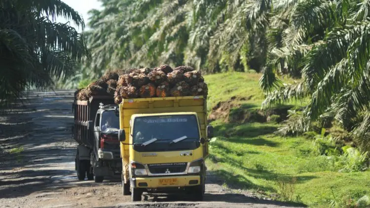 Indonesia Bisa Menjadi Negara Kaya karena Sawit