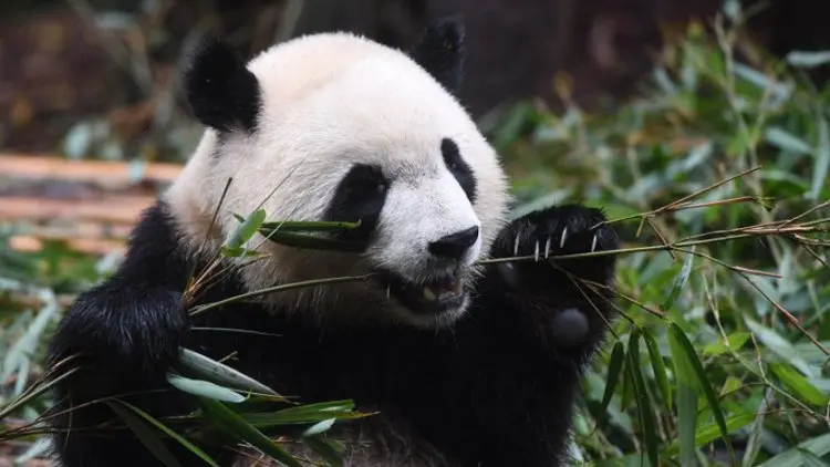 Jejak Perjalanan Konservasi Panda Raksasa di Indonesia