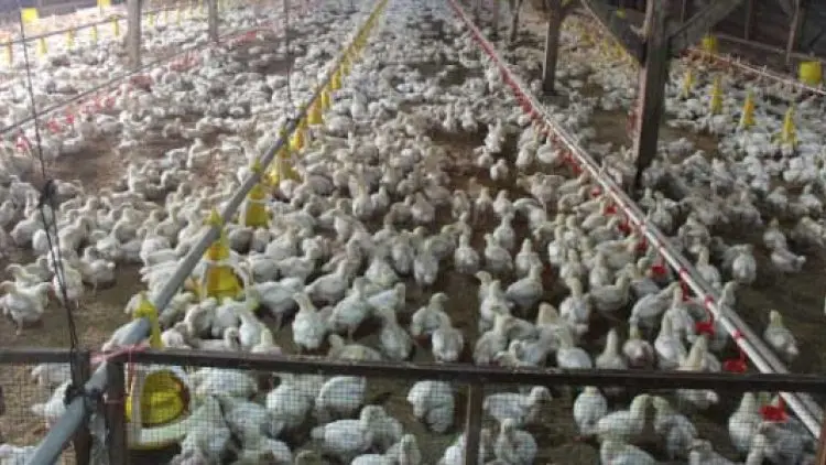 Suplai Ayam Melimpah, Begini Jurus Kementan
