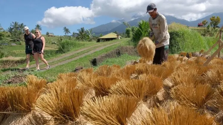 Lima Tahun, Kementan Fokus Modernisasi Pertanian