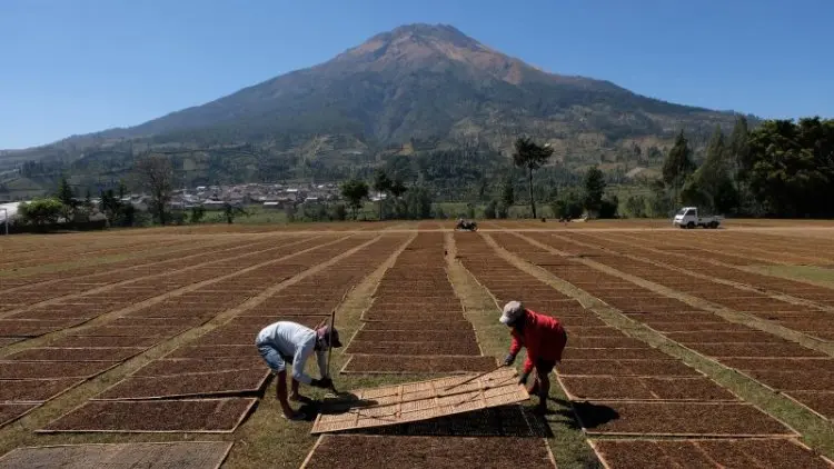 MPSI Ingin Pemerintah Lindungi Pekerja Pabrik Rokok