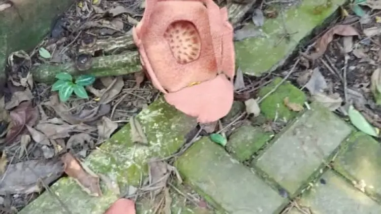 Rafflesia Patma 14 Kali Mekar di Kebun Raya Bogor