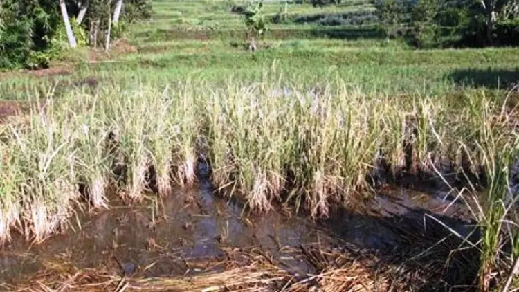 Akibat Kekeringan, Garut Kehilangan 15,5 Ribu Ton GKG
