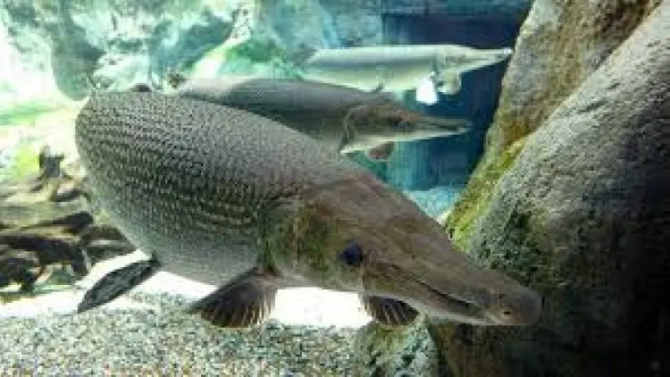 Bahaya Ikan Predator di Jabar, Ini Imbauan Dinas
