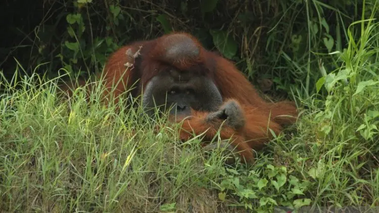 Duh, 37 Orang Utan pun Kena ISPA Akibat Kabut Asap