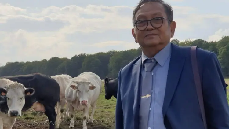 Kawin Silang Sapi Belgian Blue Makin Dekat