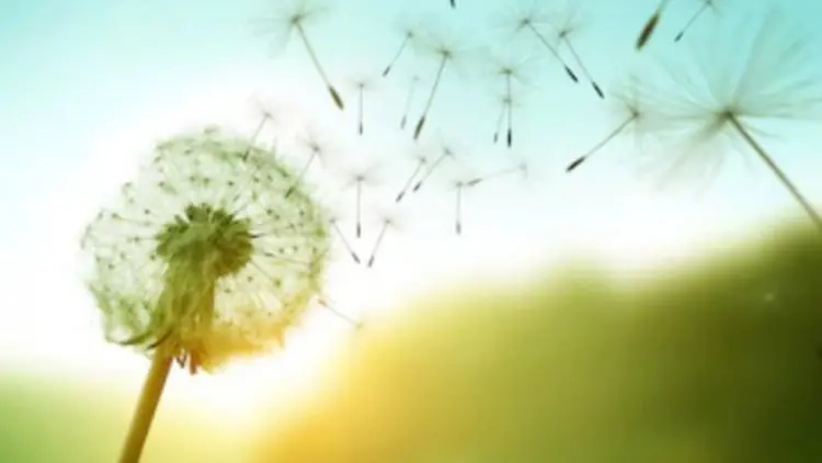 Manfaat Teh Dandelion untuk Tulang hingga Liver