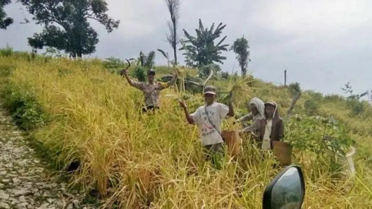 Kemarau Panjang, Warga Labuan Bajo Rayakan Panen