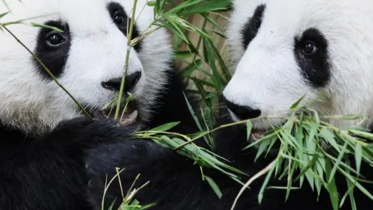 Pakar China Persiapkan Otopsi Panda di Bonbin Thailand
