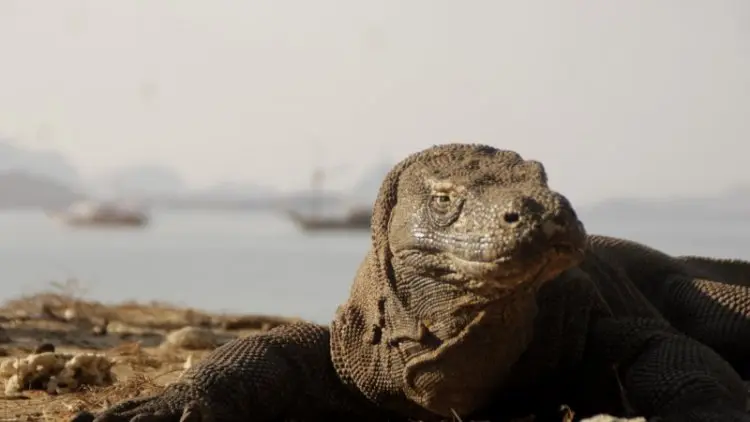 Populasi Komodo Tinggal Sekitar 1.500
