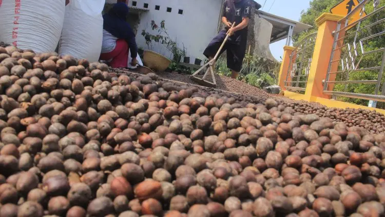 Kemarau, Produksi Petani Kopi di Kabupaten Bandung Menurun