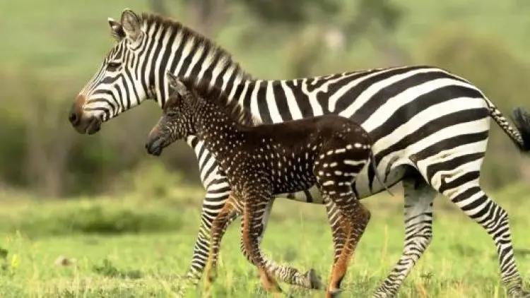 Tira, Zebra Polkadot Langka di Kenya