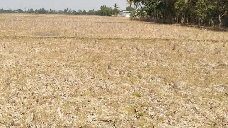 Petani di Karawang Tunda Tanam Selama Kemarau