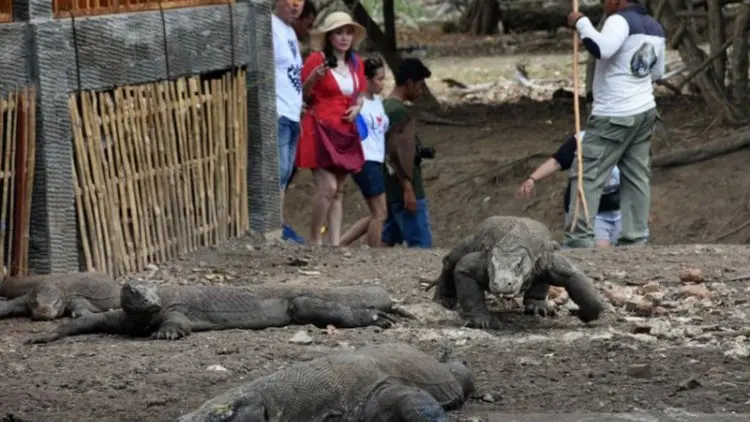 Komodo dan Nasib Para Penghuni Pulau Komodo