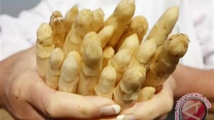 Kendalikan Diabetes dengan Mengkonsumsi Asparagus