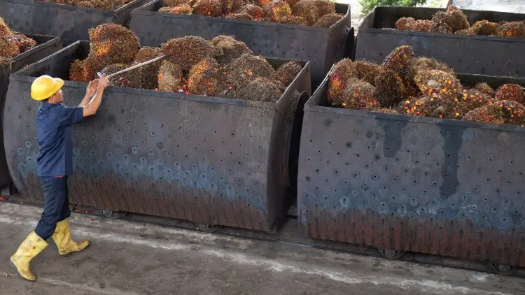CIFOR: ISPO Jamin Sawit Indonesia Berkelanjutan