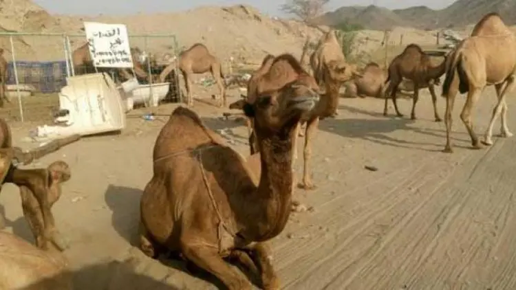 Saudi Mulai Andalkan Sektor Wisata