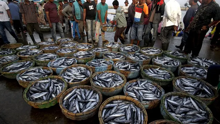 Aturan Impor Ikan Kemendag Terlalu Longgar