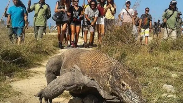 Industri Butuh Kepastian Komodo Labuan Bajo