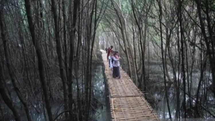 Mangrove Karangsong, dari Lahan Abrasi jadi Wahana Edukasi