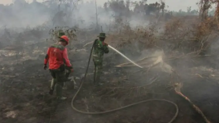 Kembalikan Lahan Gambut ke Kodratnya, Apa Itu?