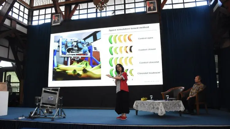 Dosen ITB Teliti Efek Microgravity Terhadap Pematangan Buah Pisang
